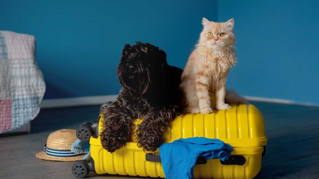 Travelling With Pet: വളർത്തുമൃഗങ്ങളെയും കൊണ്ടാണോ യാത്ര? ഇക്കാര്യങ്ങൾ അറിഞ്ഞിരിക്കൂ