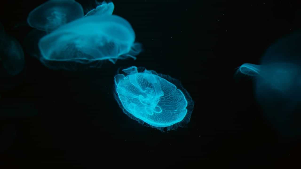 Brain-eating amoeba: കൊന്നാലും മരിക്കാത്ത അമീബ... കേരളത്തിലെ കുളങ്ങളിൽ ആരുമറിയാതെ കഴിയുന്നത് ഇങ്ങനെ