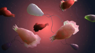 Amoebic Meningoencephalitis: വീണ്ടും അമീബിക് മസ്തിഷ്ക ജ്വരം; ചാവക്കാട് സ്വദേശിക്ക് രോഗബാധ സ്ഥിരീകരിച്ചു