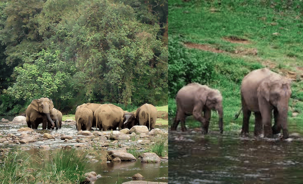 Anakulam: കാട്ടാനകളുടെ പ്രിയപ്പെട്ട ഇടം; ആനപ്രേമികളെ അടുത്ത യാത്ര ഇങ്ങോട്ട് തന്നെ!