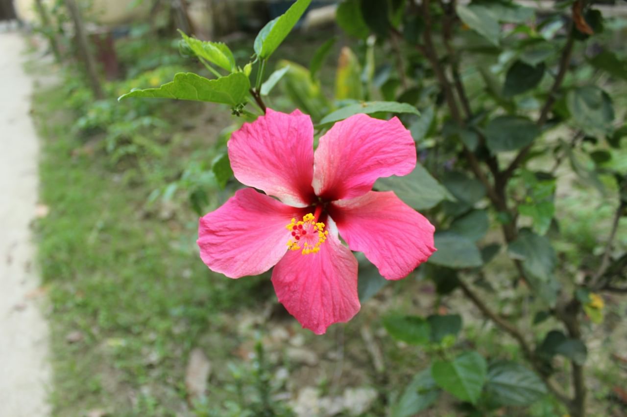 തുല്യ അളവിൽ ചെമ്പരത്തി പൊടിയും നെല്ലിക്ക പൊടിയും വെള്ളത്തിൽ ചേർത്ത് മിനുസമാർന്ന പേസ്റ്റ് തയ്യാറാക്കുക.  ഇത് മുടിയിലും തലയോട്ടിയിലും നന്നായി പുരട്ടുക. 40 മിനിറ്റെങ്കിലും അങ്ങനെ വയ്ക്കുക. തുടർന്ന് നേരിയ ഷാംപൂ ഉപയോഗിച്ച് കഴുകുക.  ഈ ഹെയർ മാസ്ക് നിങ്ങളുടെ ഫോളിക്കിളുകളെ ശക്തിപ്പെടുത്തുകയും തലയോട്ടിയുടെ ആരോഗ്യം നിലനിർത്താൻ സഹായിക്കുകയും ചെയ്യുന്നു. (Image Credits: Unsplash)