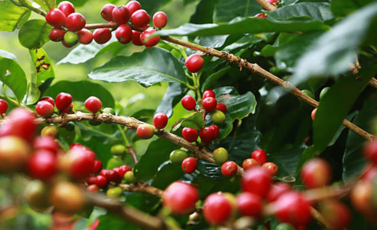 Coffee Powder Price in Kerala: കാപ്പി വില കുറച്ച് ബ്രസീലിയൻ മഴ; കേരളത്തിൽ കാപ്പി പൊടിക്ക് എത്ര രൂപ?