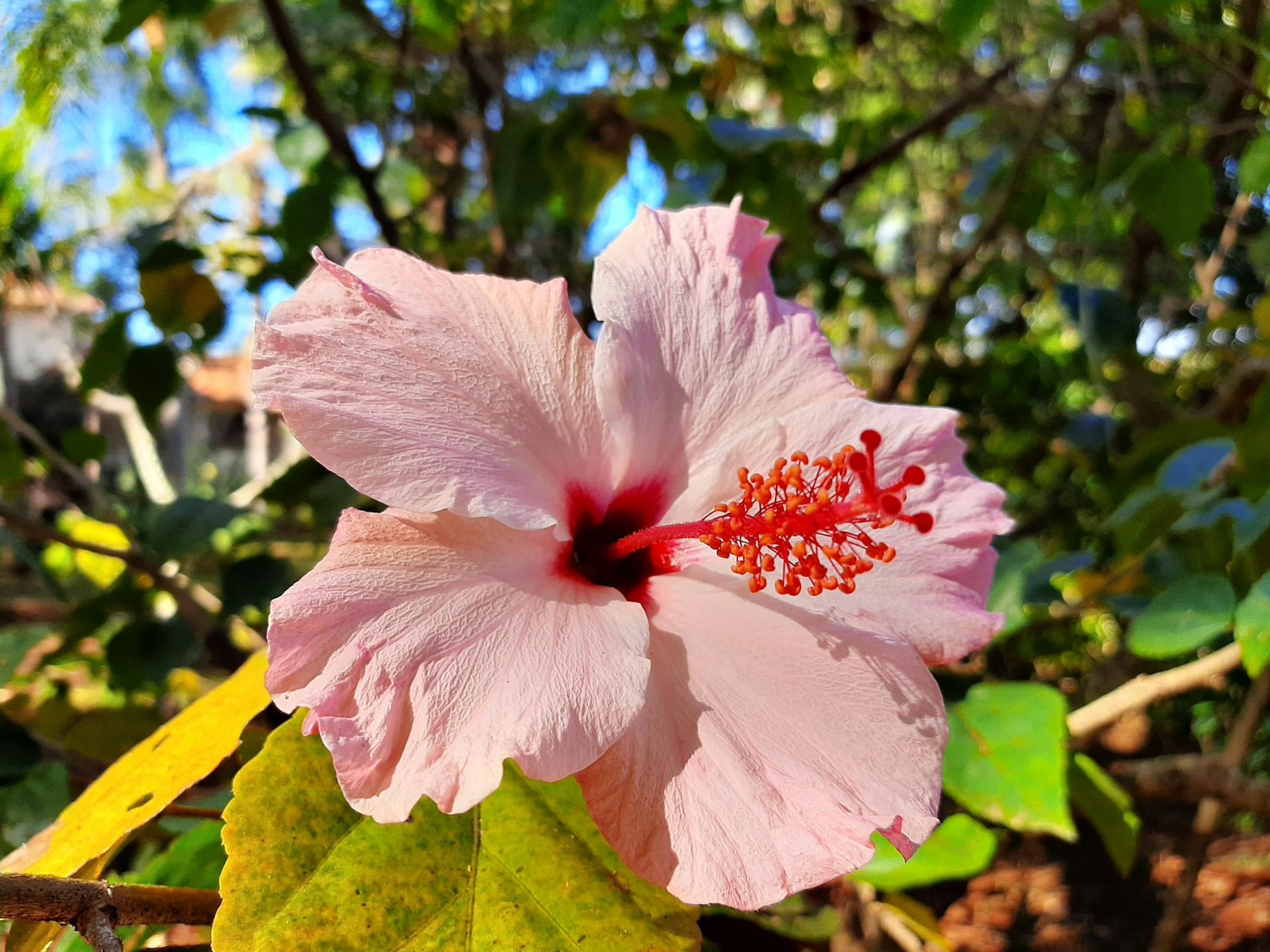 ചെമ്പരത്തി എണ്ണ: തലയോട്ടിക്ക് പുതുജീവൻ നൽകുകയും മുടിയുടെ വളർച്ചയെ പ്രോത്സാഹിപ്പിക്കുകയും ചെയ്യാൻ ചെമ്പരത്തികൊണ്ടുള്ള എണ്ണ ഉപയോ​ഗിക്കുന്നത് വളരെ നല്ലതാണ്. ഇത് മുടിക്ക് പോഷണവും ഈർപ്പവും നൽകുകയും രക്തചംക്രമണം മെച്ചപ്പെടുത്തുകയും ചെയ്യുന്നു. കൂടാതെ രോമകൂപങ്ങളെ കൂടുതൽ ഉത്തേജിപ്പിക്കുന്നു. (Image Credits: Unsplash)
