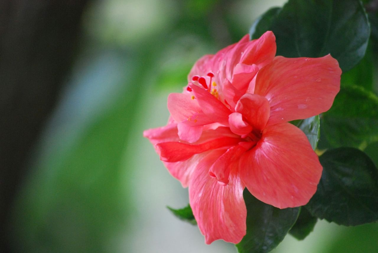 എട്ട് ചെമ്പരത്തി പൂക്കൾ ഇലകളോട് കൂടി എടുത്ത് നന്നായി അരച്ച് പേസ്റ്റ് രൂപത്തിലാക്കുക.  ഒരു കപ്പ് വെളിച്ചെണ്ണ ചൂടാക്കി അതിലേക്ക് ഈ പേസ്റ്റ് ചേർക്കുക. ശേഷം നന്നായി തിളപ്പിക്കുക. പിന്നീട് ഈ മിശ്രിതം തണുത്ത ശേഷം എണ്ണ അരിച്ചെടുക്കുക. ദിവസവും കുളിക്കുന്നതിന് മുമ്പായി നിങ്ങളുടെ തലയോട്ടിയിലും മുടിയിഴകളിലും 10 മിനിറ്റ് മസാജ് ചെയ്ത് ഉപയോ​ഗിക്കാം. (Image Credits: Unsplash)