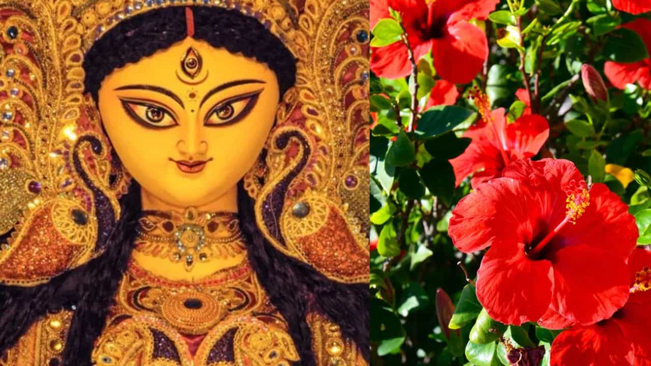 Navratri 2025 Hibiscus Remedies: നവരാത്രിയിൽ ദേവീ പ്രീതിക്ക് ചെമ്പരത്തിപ്പൂ: സമ്പത്തും ഐശ്വര്യവും വർദ്ധിപ്പിക്കാൻ ഈ വഴിപാടുകൾ ചെയ്യൂ!