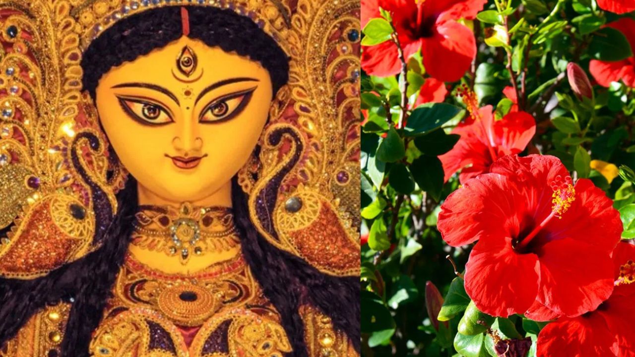 Navratri 2025 Hibiscus Remedies: നവരാത്രിയിൽ ദേവീ പ്രീതിക്ക് ചെമ്പരത്തിപ്പൂ: സമ്പത്തും ഐശ്വര്യവും വർദ്ധിപ്പിക്കാൻ ഈ വഴിപാടുകൾ ചെയ്യൂ!