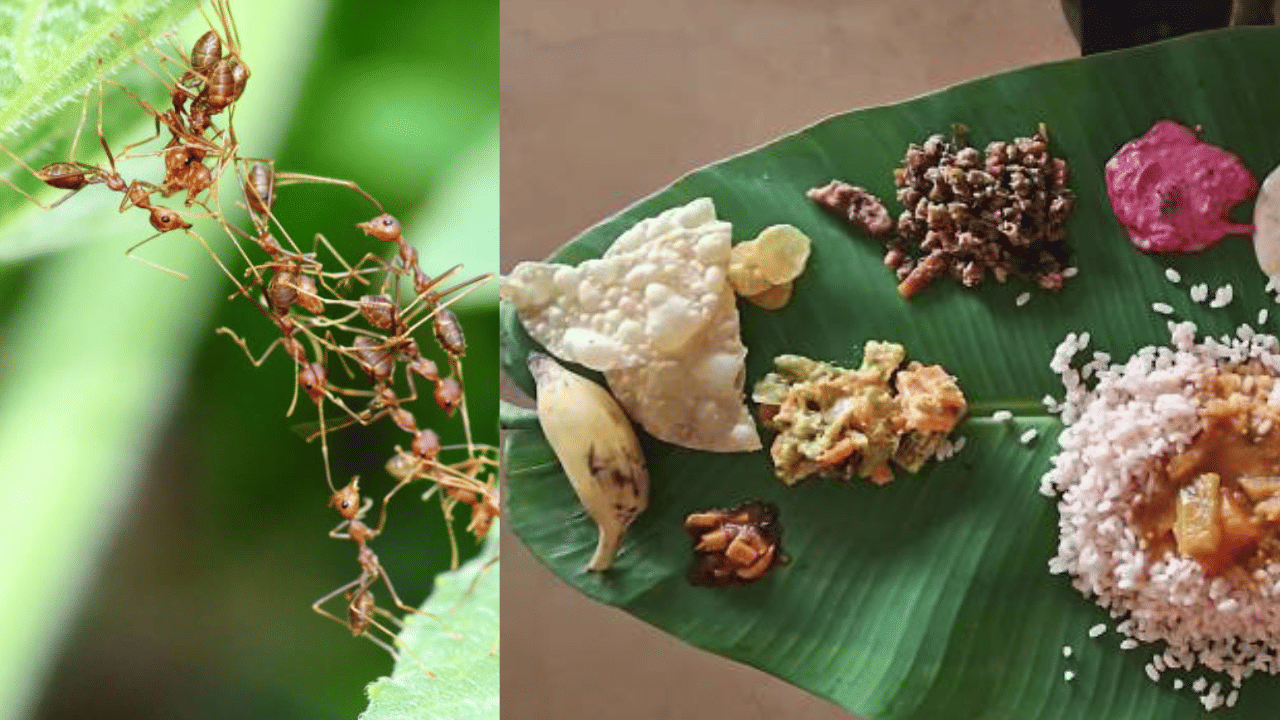 എന്നാൽ ഓണവും ഓണസ്സദ്യയും നമുക്ക് മാത്രമല്ല എല്ലാ ജീവികള്‍ക്കും അവകാശപ്പെട്ടതാണ്. ഈ യാഥാർത്ഥ്യം വിളിച്ചോതുന്ന ചടങ്ങാണ് ഉറുമ്പിനുള്ള സദ്യ. അവയെ കുറിച്ച് അറിഞ്ഞാലോ...(Image Credit: Getty Image)