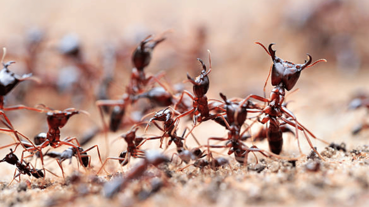 കുട്ടനാട്ടിലും കോട്ടയത്തും ഉത്തര മലബാറിലുമൊക്കെ ഈ ഉറുമ്പോണം കണ്ടുവരുന്നത്. ചിരട്ടയില്‍ അരിമാവ് കലക്കി ഉറുമ്പുകള്‍ക്ക് കൊടുക്കുന്ന പതിവുമുണ്ട്. അരിമാവ് കൊണ്ട് അത്തപ്പുക്കളമൊരുക്കിയും ഉറുമ്പുകള്‍ക്ക് സദ്യ നല്കാറുണ്ട്. (Image Credit: Getty Image)