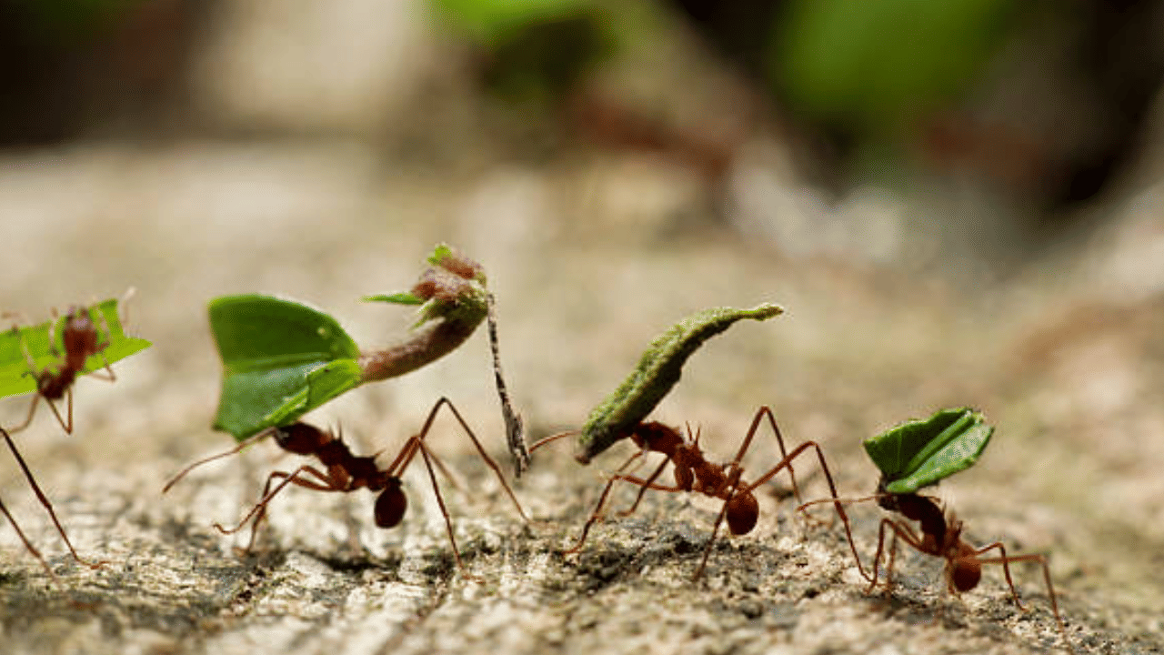ചെറുതായ എല്ലാ പ്രാണികളും ഓണ സന്തോഷത്തില്‍ പങ്കാളികളാണെന്നും അവയ്ക്കും നമുക്കുള്ളതു പോലെ ഈയൊരു ദിനമുണ്ടെന്ന കരുതലാണ് ഈ ചടങ്ങിന് പിന്നിൽ. തിരുവോണ ദിവസം വൈകിട്ടാണ് ഉറുമ്പിനോണം. (Image Credit: Getty Image)