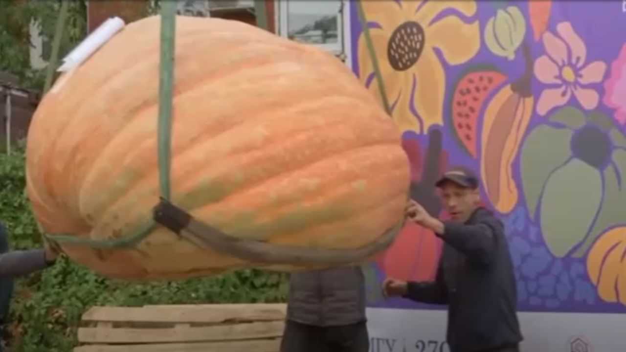 Viral News: ഹമ്പോ! ഇതൊക്കെയാണ് മത്തങ്ങ; 969 കിലോ ഭീമനുമായി റെക്കോഡിഡ് കര്‍ഷകന്‍