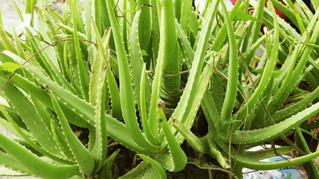 വെളിച്ചെണ്ണയ്ക്ക് പകരം കറ്റാർവാഴ ജെല്‍ പുരട്ടുന്നതും ചർമ്മത്തിന്‍റെ ഇലാസ്തികത മെച്ചപ്പെടുത്തുകയും ചർമ്മത്തില്‍ ജലാംശം നൽകുകയും ചെയ്യും. (Image Credit: Getty Images)