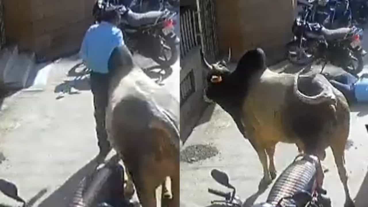 Viral video:  തെരുവിൽ കാളയുടെ ആക്രമണത്തിൽ ഒരാളുടെ ജീവൻ പൊലിഞ്ഞു, വൈറലായ വീഡിയോ ഇതാ