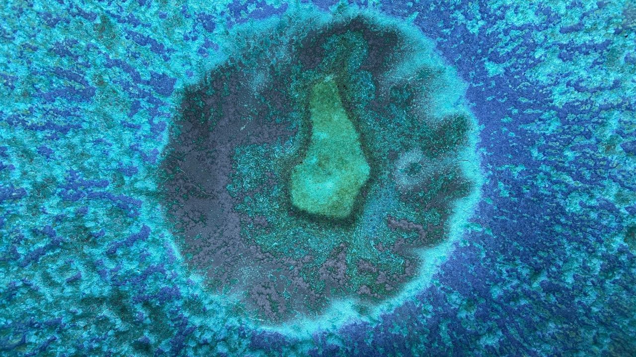 അമീബ ശരീരത്തിൽ പ്രവേശിക്കുന്നത് സാധാരണയായി മൂക്കിലൂടെയാണ്—കൂടുതലും ചൂടുവെള്ളത്തിൽ (നദികൾ, തടാകങ്ങൾ, ഹോട്ട് സ്പ്രിംഗ്സ്) നീന്തുമ്പോൾ. അവിടെനിന്ന് ഇത് മണത്തിനുള്ള നാഡി വഴി നേരിട്ട് തലച്ചോറിലേക്ക് എത്തുന്നു.