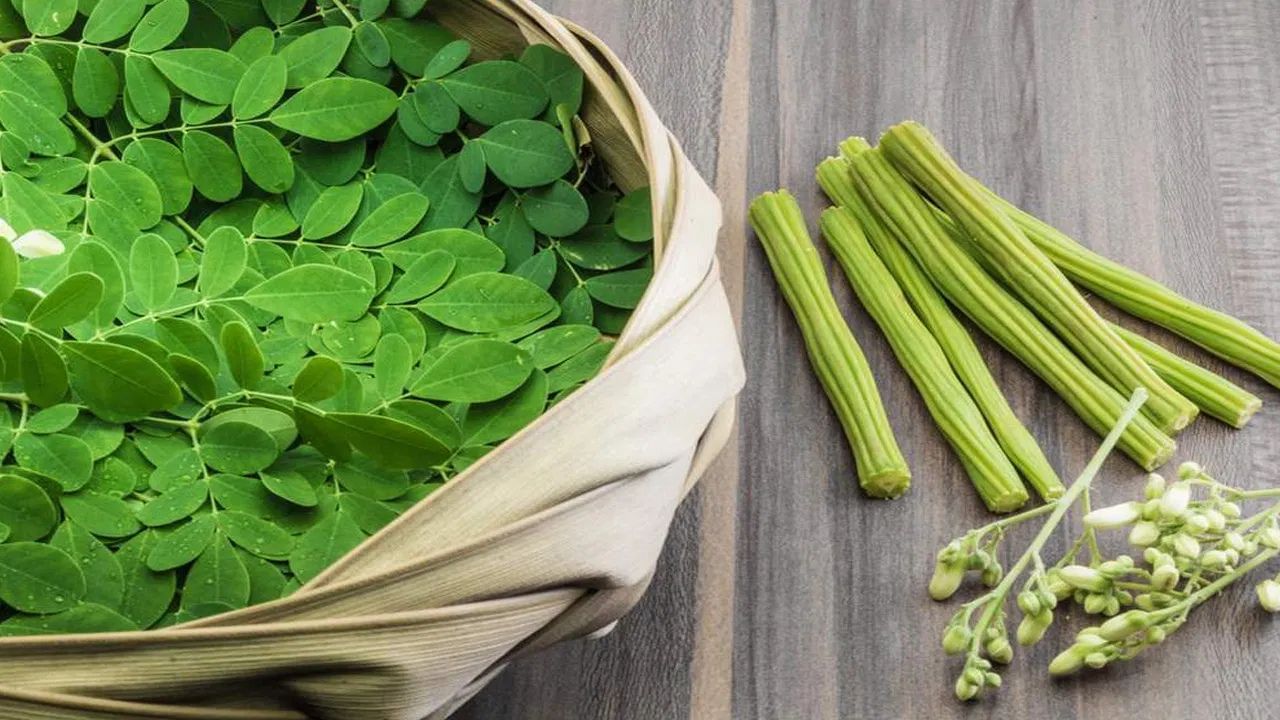 കോവിഡ്-19 കാലത്ത് മുരിങ്ങയിലയെക്കുറിച്ച് പ്രധാനമന്ത്രി നരേന്ദ്രമോദി പരാമർശിച്ചിരുന്നു. പ്രധാനമന്ത്രിയുടെ പ്രിയഭക്ഷണമായ മുരിങ്ങയിലയിൽ അടങ്ങിയിട്ടുള്ള മോറിൻജിൻ എന്ന ഐസോത്തിയോസയനേറ്റ് ഘടകം കുടലിൻ്റെ ആവരണത്തെ നന്നാക്കാൻ സഹായിക്കുന്നു. ഇത് ആസിഡിനെ നിർവീര്യമാക്കുകയും ദഹനപ്രക്രിയയെ മെച്ചപ്പെടുത്തുകയും ചെയ്യുന്നതിലൂടെ നെഞ്ചെരിച്ചിൽ, വയറുവീർപ്പ് തുടങ്ങിയ പ്രശ്നങ്ങൾക്ക് മികച്ച പരിഹാരം നൽകുന്നു.