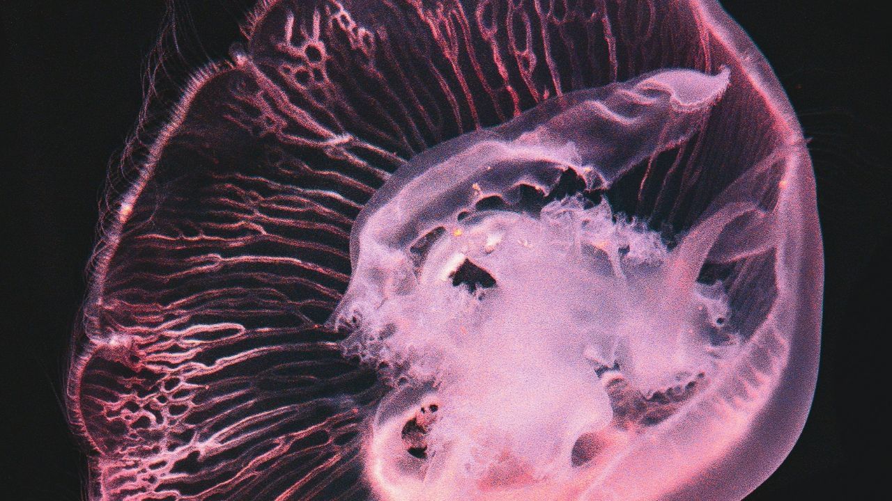 ഈ അമീബയുടെ ആക്രമണം ഉണ്ടാക്കുന്ന മാരകമായ അണുബാധയാണ് പ്രൈമറി അമീബിക് മെനിഞ്ചോ എൻസെഫലൈറ്റിസ് (PAM). ഇത് തലച്ചോറിൽ അതിവേഗം കോശനാശത്തിനും കടുത്ത വീക്കത്തിനും കാരണമാകുന്നു.