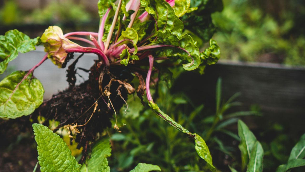 മെച്ചപ്പെട്ട വളക്കൂറ് വഴി ആരോഗ്യമുള്ള ചെടികൾക്ക് സാധ്യമാകുന്നു. ഇത് കൂടുതൽ വിളവെടുപ്പിനും അതുവഴി കർഷകന് ഉയർന്ന ലാഭത്തിനും വഴിയൊരുക്കുന്നു.