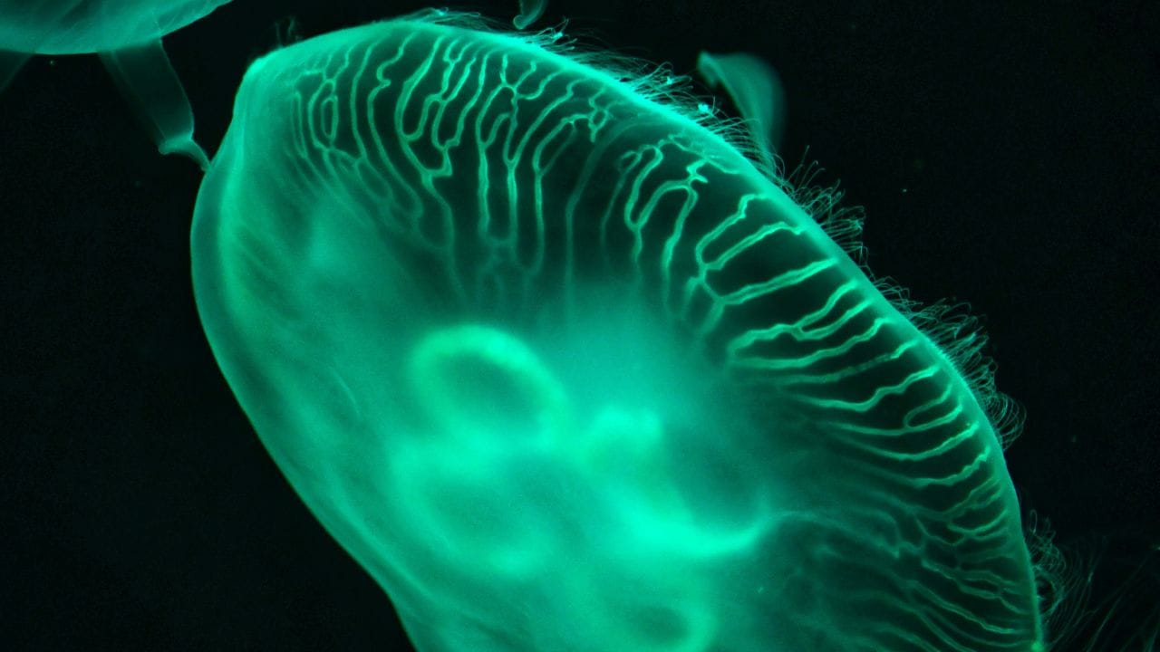 അമീബയുടെ ഈ ആക്രമണ സ്വഭാവം കാരണം, രോഗലക്ഷണങ്ങൾ കണ്ടുതുടങ്ങി 5 മുതൽ 18 ദിവസങ്ങൾക്കുള്ളിൽ തന്നെ PAM മാരകമാകാറുണ്ട്. ഈ രോഗം ചികിത്സിക്കാൻ അതീവ പ്രയാസമുള്ളതും അപൂർവ്വവുമാണ്.