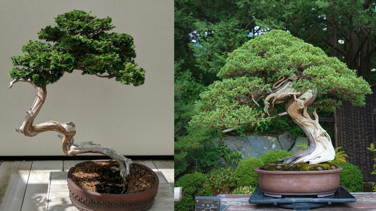 ബോൺസായ് മരങ്ങൾ: കാഴ്ച്ചയിൽ സുന്ദരനെങ്കിലും ഈ കുഞ്ഞൻ ചെടികൾ വീടിനകത്ത വെയ്ക്കുന്നത് ഉചിതമല്ലെന്ന് വാസ്തുശാസ്ത്രം പറയുന്നു.  പൂർണ്ണ ശേഷിയിലേക്ക് വളരാനുള്ള സ്വാതന്ത്ര്യം മനഃപൂർവം നിഷേധിക്കപ്പെടുന്ന ചെടിയാണ് ബോൺസായ് ചെടികൾ. അതുകൊണ്ടുതന്നെ, ഇവയെ വീടിനുള്ളിൽ സ്ഥാപിക്കുന്നത് നിങ്ങളുടെ ജീവിതത്തിലെ വളർച്ചയെയും സമൃദ്ധിയെയും അതുപോലെ ക്ഷേമത്തെയും അത്തരത്തിൽ മുരടിപ്പിക്കുമെന്നാണ് വിശ്വാസം.(Photos Credit: Unsplash)