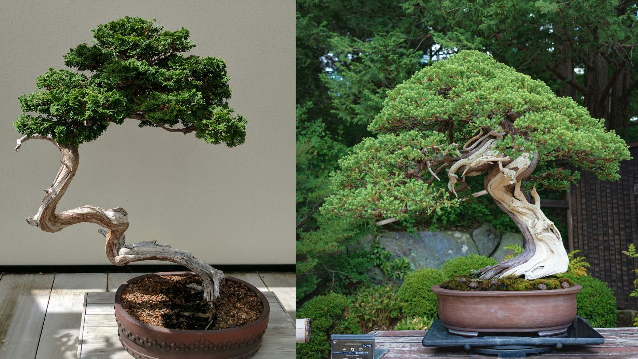 ബോൺസായ് മരങ്ങൾ: കാഴ്ച്ചയിൽ സുന്ദരനെങ്കിലും ഈ കുഞ്ഞൻ ചെടികൾ വീടിനകത്ത വെയ്ക്കുന്നത് ഉചിതമല്ലെന്ന് വാസ്തുശാസ്ത്രം പറയുന്നു.  പൂർണ്ണ ശേഷിയിലേക്ക് വളരാനുള്ള സ്വാതന്ത്ര്യം മനഃപൂർവം നിഷേധിക്കപ്പെടുന്ന ചെടിയാണ് ബോൺസായ് ചെടികൾ. അതുകൊണ്ടുതന്നെ, ഇവയെ വീടിനുള്ളിൽ സ്ഥാപിക്കുന്നത് നിങ്ങളുടെ ജീവിതത്തിലെ വളർച്ചയെയും സമൃദ്ധിയെയും അതുപോലെ ക്ഷേമത്തെയും അത്തരത്തിൽ മുരടിപ്പിക്കുമെന്നാണ് വിശ്വാസം.(Photos Credit: Unsplash)