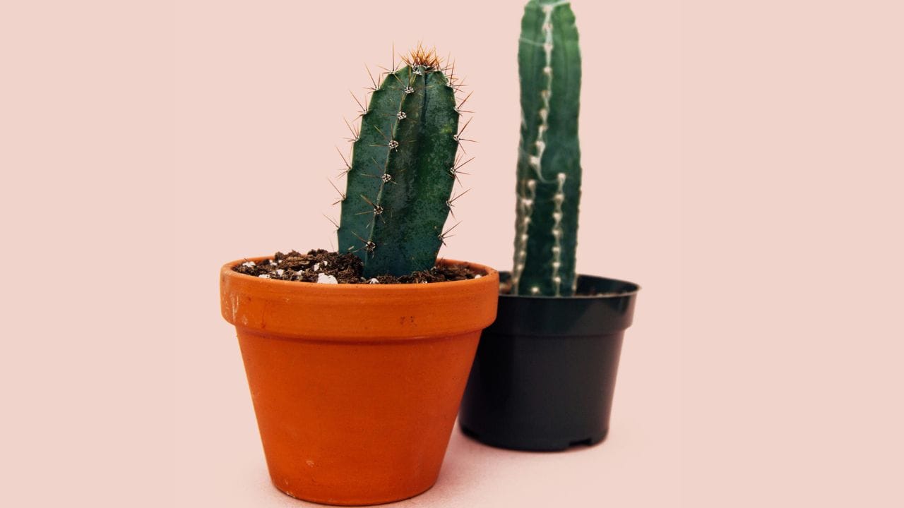 കള്ളിച്ചെടി: കാണുമ്പോൾ അൽപ്പം ആകർഷകമായി തോനുന്നുവെങ്കിലും വാസ്തുപ്രകാരം ഇത് വീടിനകത്ത് വയ്ക്കുന്നത് ​ഗുണകരമല്ല. അത് വീടിനകത്തെ പോസിറ്റീവ് എനർജിയെ ഇല്ലാതാക്കുന്നു. അവയുടെ കൂർത്ത അരികുകൾ വീട്ടിൽ നെഗറ്റീവ് എനർജി ആകർഷിക്കുകയും കുടുംബ ബന്ധങ്ങളിൽ പിരിമുറുക്കം സൃഷ്ടിക്കാനും സാധ്യതയുണ്ടെന്നാണ് വിശ്വാസം. എന്നാൽ നിങ്ങൾക്ക് കള്ളിച്ചെടി വീട്ടിൽ വെക്കാൻ താത്പര്യമുണ്ടെങ്കിൽ  അവയെ ബാൽക്കണിയിലോ ടെറസിലോ സ്ഥാപിക്കുന്നതാണ് ഉചിതം. ബോൺസായ് ചെടികളോട് ഇഷ്ടമുണ്ടെങ്കിൽ, നിങ്ങളുടെ ജോലിസ്ഥലത്തോ അല്ലെങ്കിൽ താമസസ്ഥലത്തിന് പുറത്തോ വെയ്ക്കുന്നതാണ് നല്ലത്.(Photos Credit: Unsplash)
