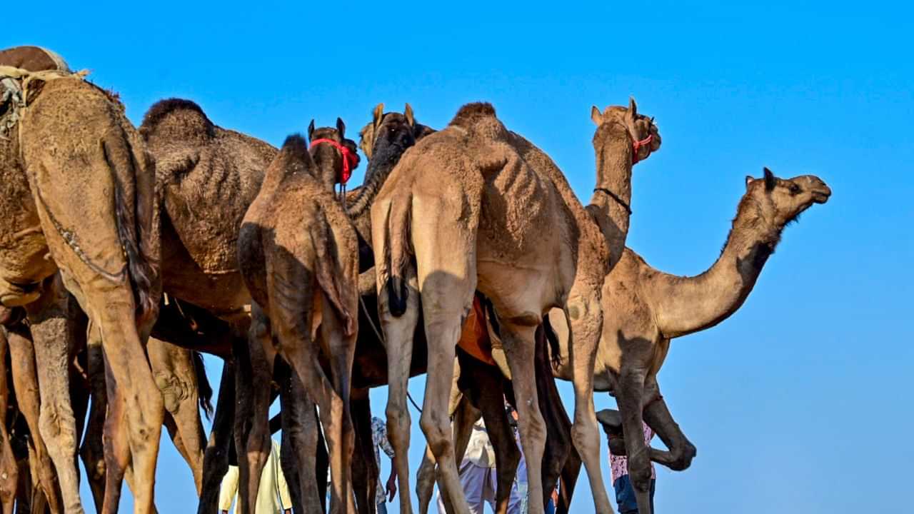 Al Dhafra Festival: ഒട്ടകം കറക്കല്‍, ഫാല്‍ക്കണ്‍ പറത്തല്‍...; അല്‍ ദഫ്ര ഫെസ്റ്റിവല്‍ ഒക്ടോബര്‍ 27 മുതല്‍