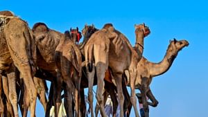 Al Dhafra Festival: ഒട്ടകം കറക്കല്‍, ഫാല്‍ക്കണ്‍ പറത്തല്‍…; അല്‍ ദഫ്ര ഫെസ്റ്റിവല്‍ ഒക്ടോബര്‍ 27 മുതല്‍