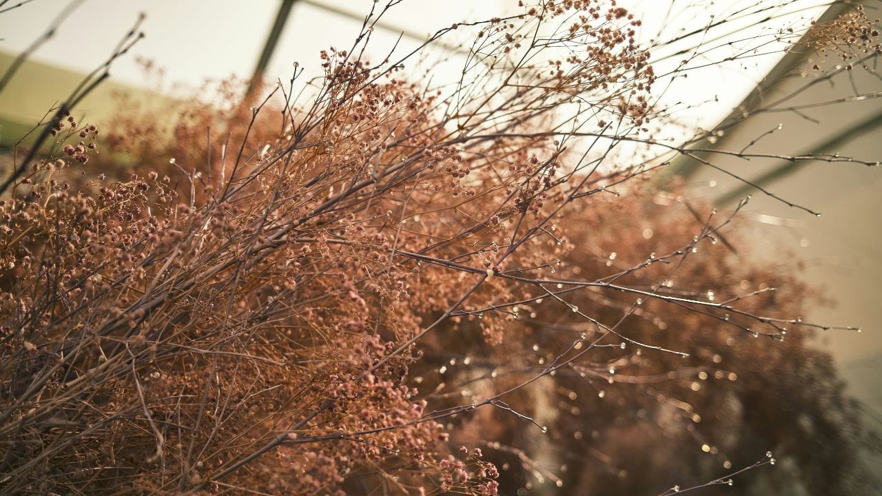 ഉണങ്ങിയ സസ്യങ്ങൾ: പലരും വീട്ടിനുള്ളിൽ ഉണങ്ങിയ സസ്യങ്ങൾ സൂക്ഷിക്കാറുണ്ട്. എന്നാൽ അവ നല്ലതല്ലെന്ന് വാസ്തുശാസ്ത്രം പറയുന്നു. കാരണം നമ്മുടെ ജീവിതവും അത്തരത്തിൽ ഉണങ്ങി വരണ്ടുപോകുമെന്നാണ് വിശ്വാസം. അതിനാൽ, പോസിറ്റീവ് ഊർജ്ജത്തിനായി വീടിനുള്ളിൽ പുതിയ പൂക്കളോ ജീവനുള്ള സസ്യങ്ങളോ വെക്കാൻ ശ്രമിക്കുക.(Photos Credit: Unsplash)
