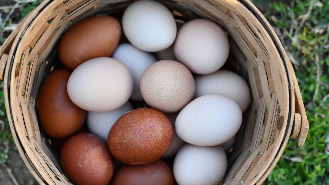 കാടമുട്ടയിൽ വിറ്റാമിൻ B12, റിബോഫ്ലേവിൻ (B2), ഇരുമ്പ്, ഫോസ്ഫറസ് എന്നിവയുടെ അളവ് കൂടുതൽ ആണ്. മുട്ടയിൽ കോളിൻ, വിറ്റാമിൻ D എന്നിവയുടെ അളവാണ് കൂടുതൽ.ചിലരിൽ കോഴിമുട്ട കഴിക്കുന്നത് അലർജി ഉണ്ടാക്കാൻ ഉള്ള സാധ്യത വർദ്ധിപ്പിക്കുന്നു. (Photo Credit: Unplash)