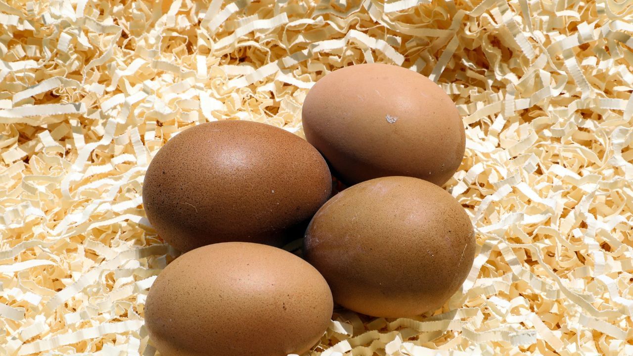 ഒരു കോഴിമുട്ടയുടെ ഏകദേശം നാലോ അഞ്ചോ കാട മുട്ട എടുത്താൽ ഒരേ അളവിലുള്ള പോഷകങ്ങൾ ലഭിക്കുമെങ്കിലും കാട മുട്ടയിൽ ചില പോഷകങ്ങൾ കൂടുതലാണ്. കാടമുട്ടയിൽ ധാരാളം പ്രോട്ടീൻ, വിറ്റാമിൻ B12, ഇരുമ്പ് എന്നിവ അടങ്ങിയിരിക്കുന്നു.(Photo Credit: Unplash)