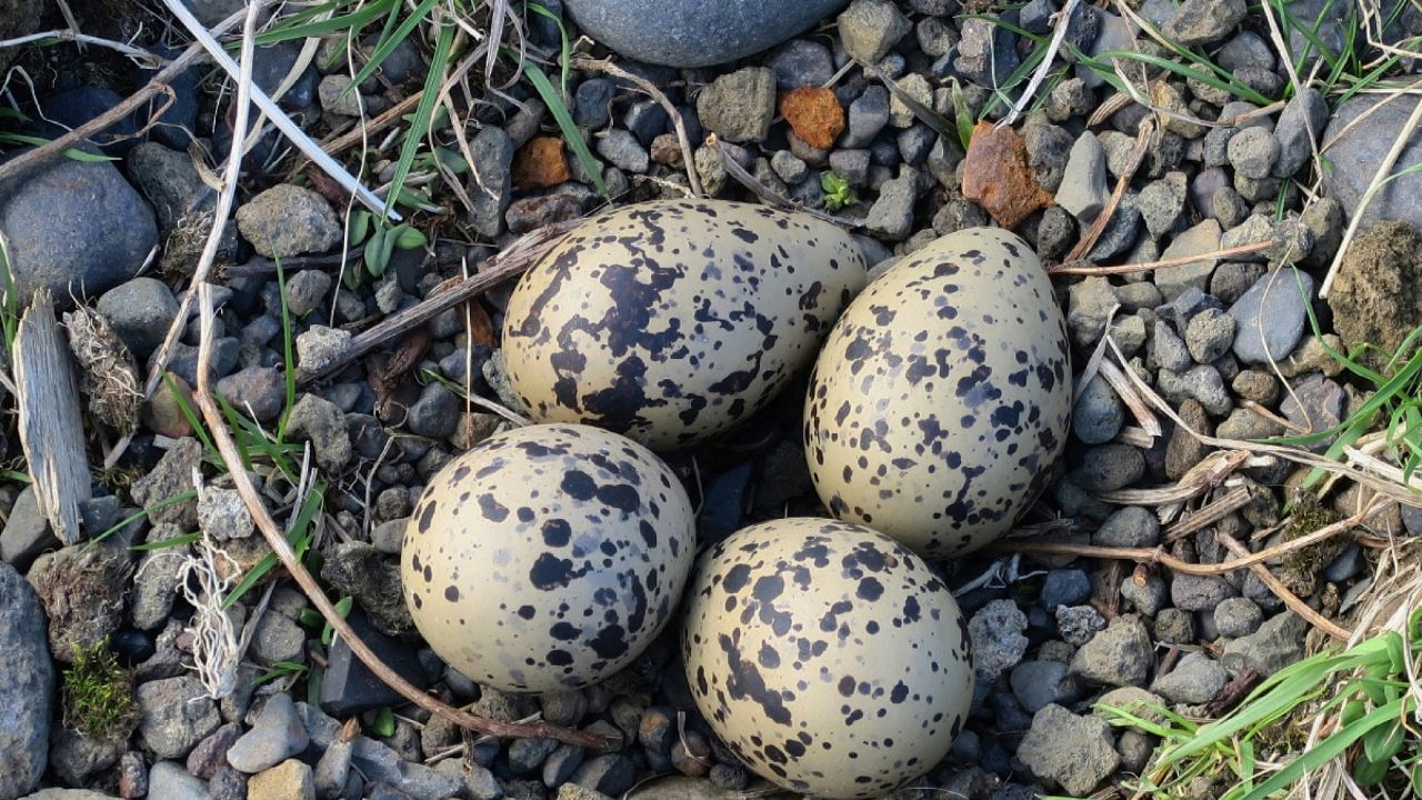 അത്തരത്തിൽ എല്ലാവർക്കും ഉള്ള ഒരു സംശയമാണ് കോഴിമുട്ടയാണോ കാട മുട്ടയാണോ ശരീരത്തിന് ഏറ്റവും മികച്ചത് എന്ന്. ഇനി അക്കാര്യത്തിൽ സംശയം വേണ്ട. കാടമുട്ട ആയാലും കോഴിമുട്ടയായാലും രണ്ടും പോഷക സമൃദ്ധമാണ്. എങ്കിലും ചില വ്യത്യാസങ്ങൾ ഉണ്ട്. (Photo Credit: Unplash)