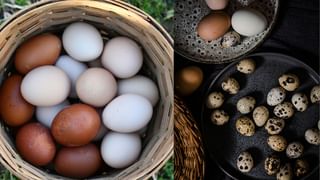 Tapioca’s story: കപ്പൽ വഴി വന്നതിനാൽ കപ്പയായി, വിദേശിയായ മരച്ചീനി മലയാളിക്ക് സ്വന്തമായത് ഇങ്ങനെ