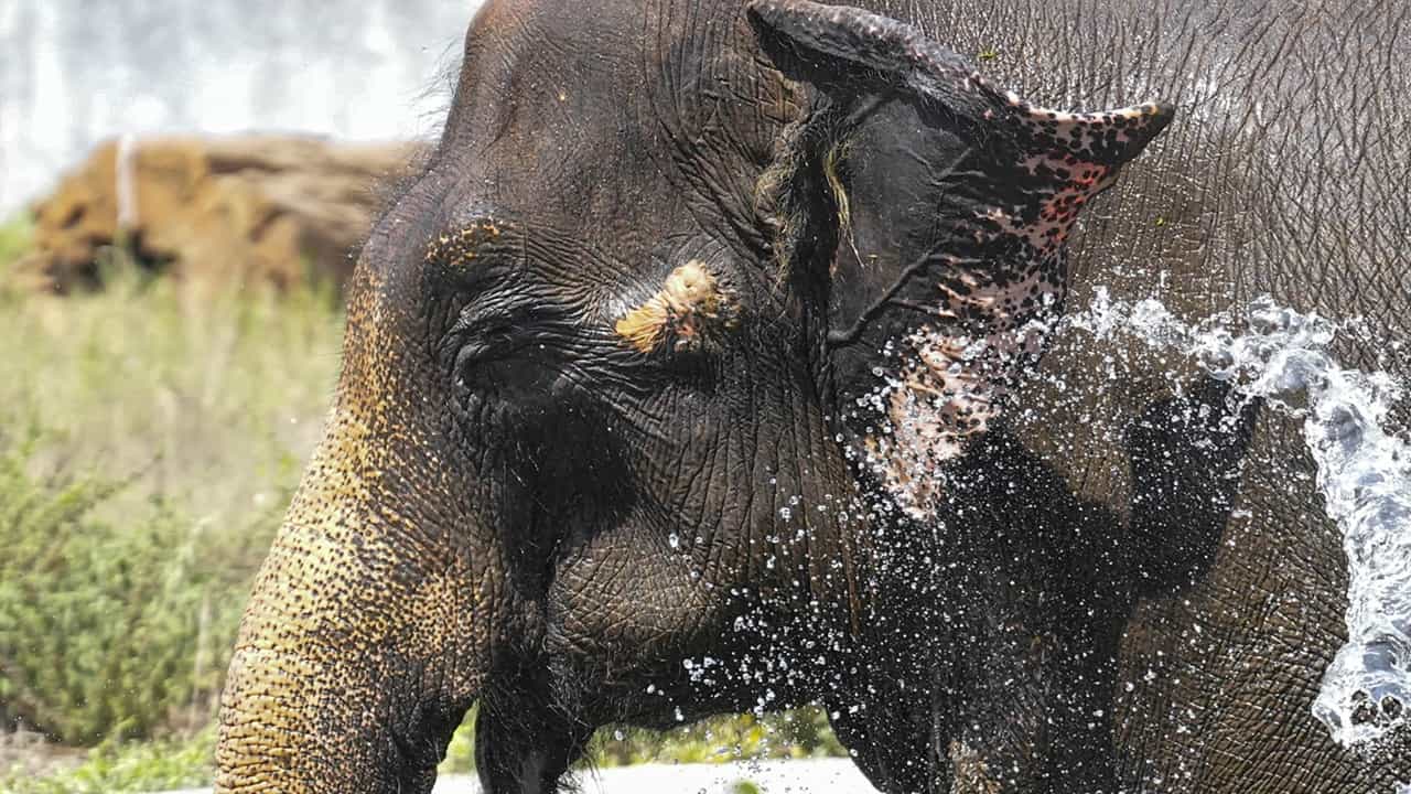Valparai Elephant Attack: വാല്‍പ്പാറയില്‍ കാട്ടാനയുടെ ആക്രമണത്തില്‍ രണ്ട് പേര്‍ക്ക് ദാരുണാന്ത്യം; മരിച്ചത് മുത്തശിയും കൊച്ചുമകളും