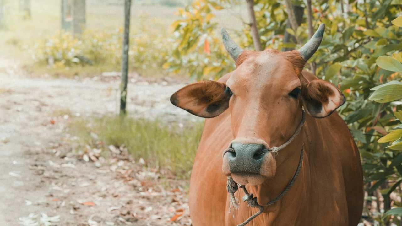 Cow Scam: ചറപറാ പാലൊഴുകുന്ന പശുവെന്ന് തെറ്റിദ്ധരിപ്പിച്ചു; വാങ്ങിയ ആൾക്ക് 82,000 രൂപ നഷ്ടപരിഹാരം