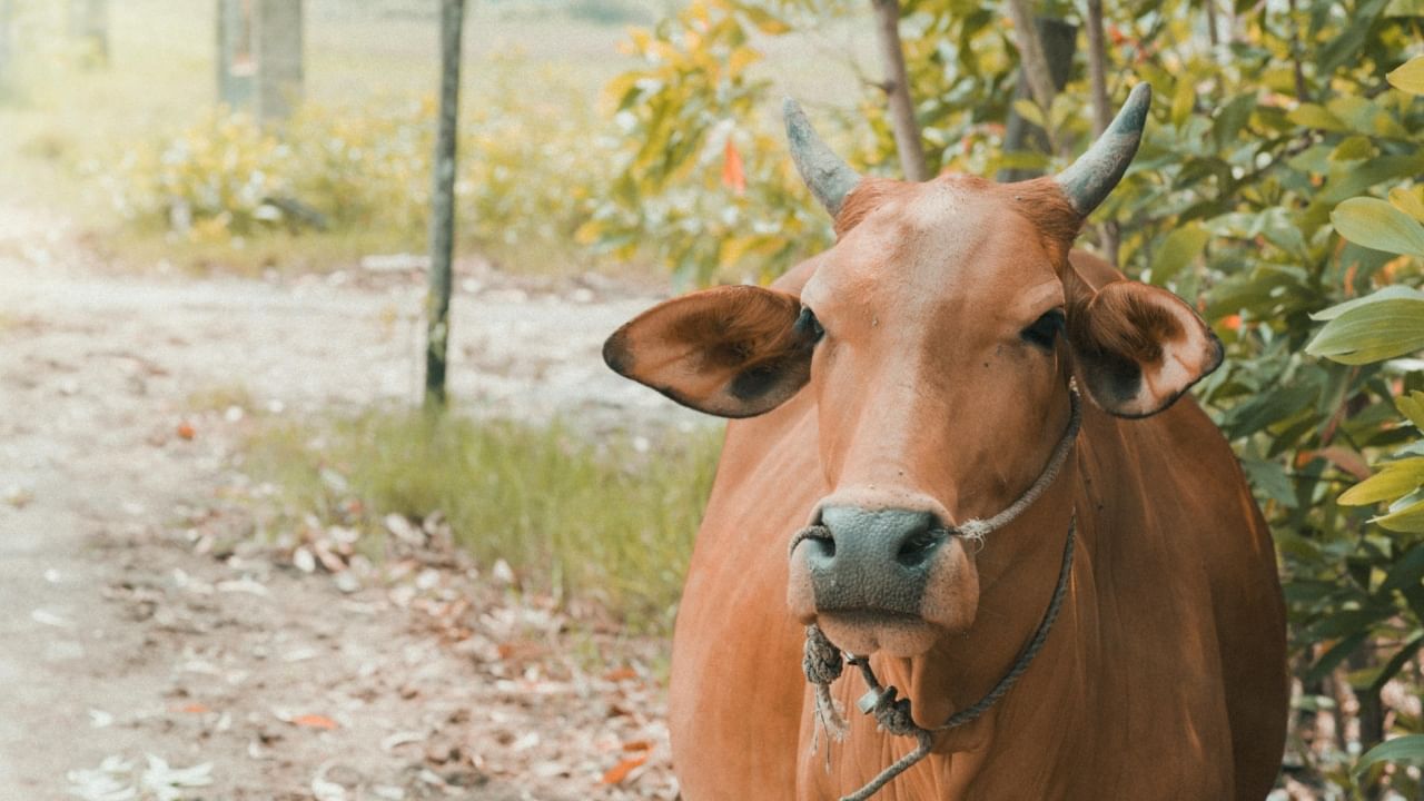 Cow Scam: ‘ചറപറാ പാലൊഴുകുന്ന പശു’വെന്ന് തെറ്റിദ്ധരിപ്പിച്ചു; വാങ്ങിയ ആൾക്ക് 82,000 രൂപ നഷ്ടപരിഹാരം