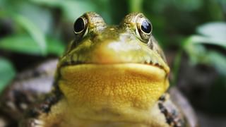 Viral News: കൊടൂര മാസ് ! ഈഫല്‍ ടവറില്‍ സൈക്കിള്‍ ചവിട്ടി കയറി ടിക് ടോക് താരം