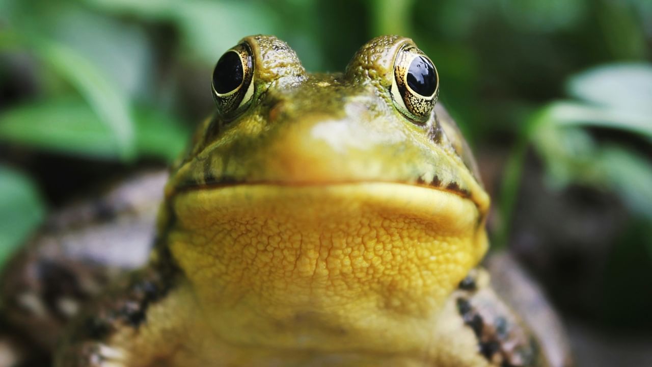 Viral News: നടുവേദന മാറാന്‍ തവളകളെ വിഴുങ്ങി; 82കാരിക്ക് സംഭവിച്ചത്‌