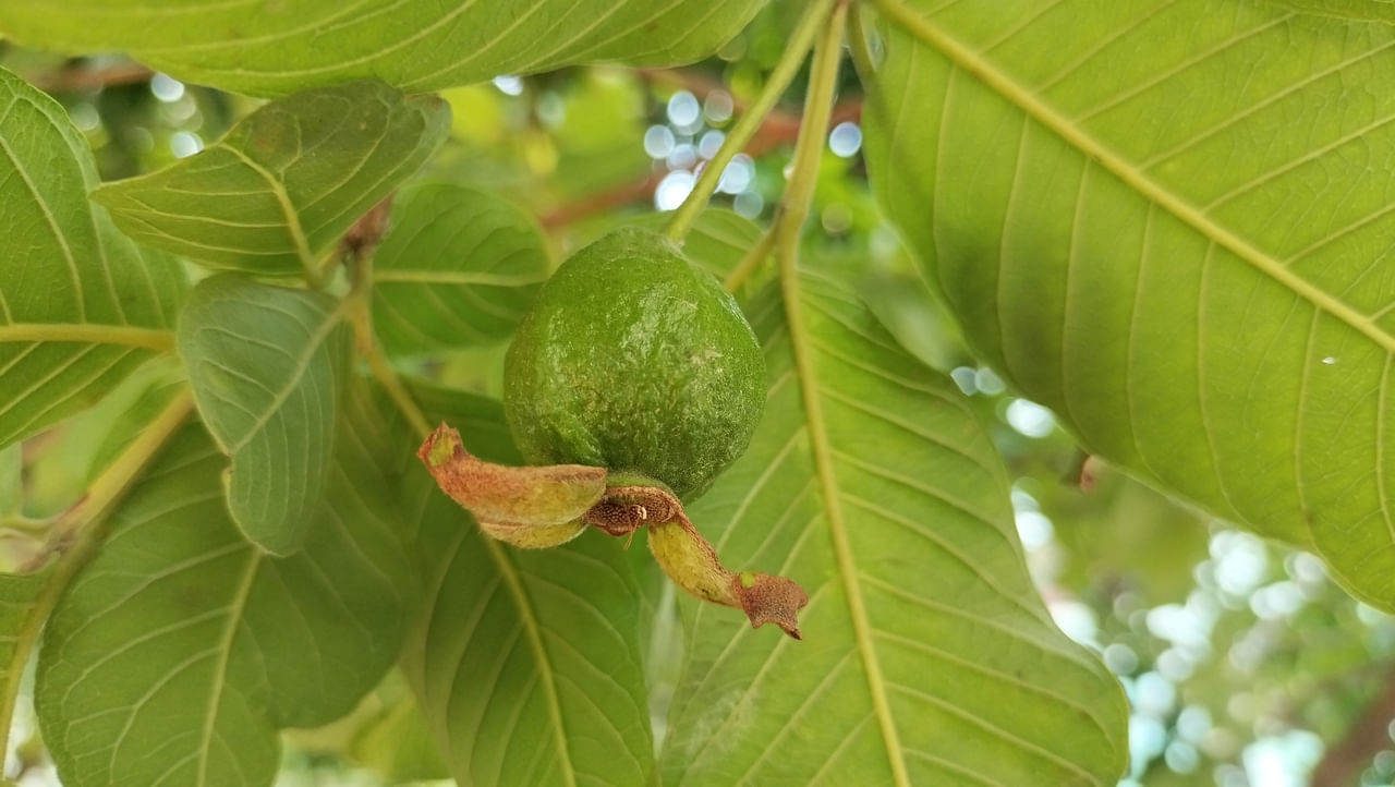 നിരവധി ​ഗുണങ്ങളടങ്ങിയ പേരയ്ക്ക ധാരാളം ആരോ​ഗ്യ പ്രശ്നങ്ങൾക്കുള്ള പരിഹാരം കൂടിയാണ്. ദഹനം മെച്ചപ്പെടുത്തുക, രക്തത്തിലെ പഞ്ചസാര നിയന്ത്രിക്കുക, ശരീരഭാരം നിയന്ത്രിക്കുക, പ്രതിരോധശേഷി വർദ്ധിപ്പിക്കുക തുടങ്ങി നിരവധി ആരോഗ്യ ഗുണങ്ങൾ പേരയ്ക്ക ഇലകൾ നൽകുന്നു. ആന്റിഓക്‌സിഡന്റ്, ആൻറി ബാക്ടീരിയൽ ഗുണങ്ങൾ കൊണ്ട് നിറഞ്ഞ ഈ ഇലകൾ നിങ്ങളുടെ പ്രഭാത ദിനചര്യയിൽ ഉൾപ്പെടുത്തുന്നത് ആരോഗ്യം വർദ്ധിപ്പിക്കുന്നതിനുള്ള ലളിതമായ മാർഗമാണ്. (Image Credits: Getty Images)