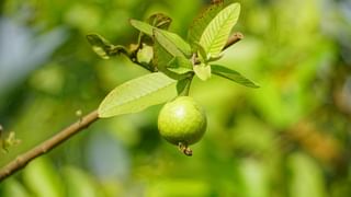 Gold Rate: പിടിതരാതെ സ്വർണം; വില വർദ്ധിക്കുന്നതിന്റെ കാരണങ്ങളിത്…