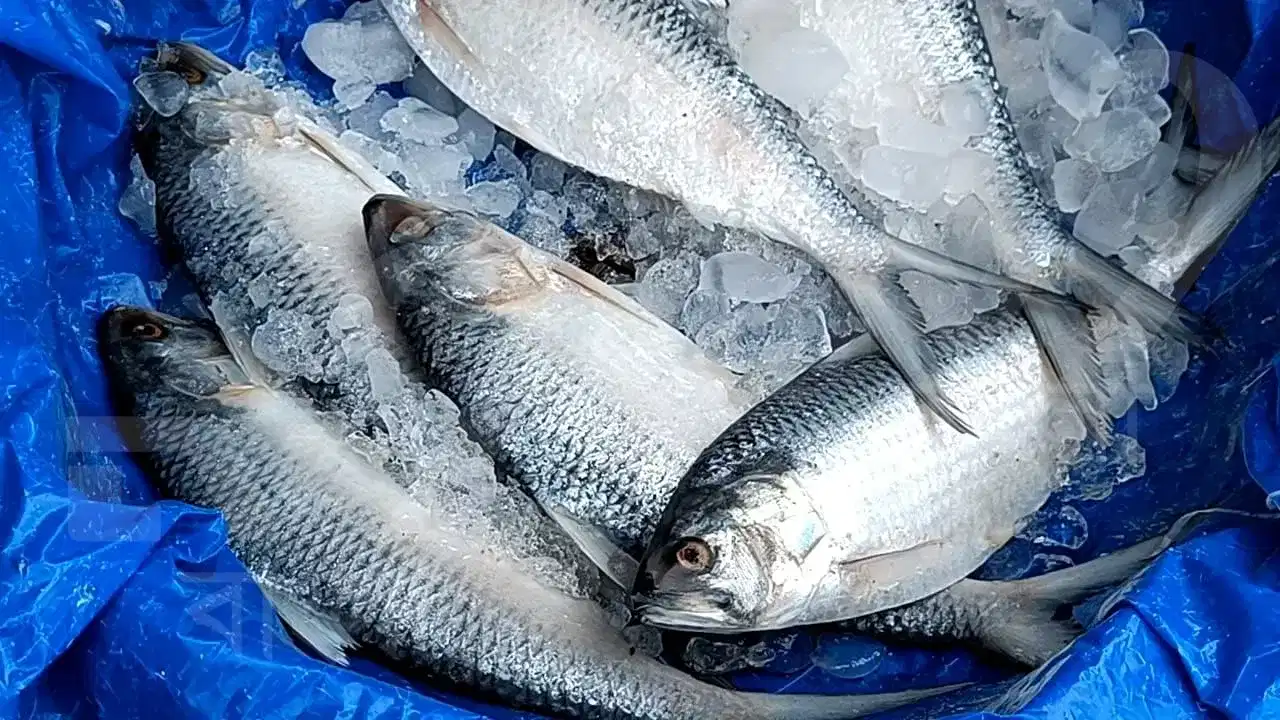 Fish Consumption Kerala: മലയാളികൾ ഒരു ദിവസം കഴിക്കുന്നത് 2,540 ടണ്ണിലധികം മത്സ്യം... അവസരങ്ങളും വെല്ലുവിളികളും സൂചനകളും