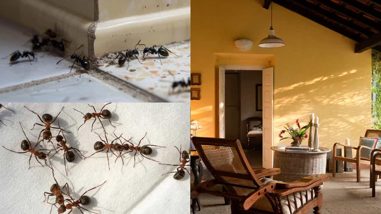 Home Vastu Tips for Insects: ഈ നിറത്തിലുള്ള ഉറുമ്പുകൾ വീട്ടിൽ ഉണ്ടോ? വാസ്തു പ്രകാരം അതൊരു സൂചനയാണ്