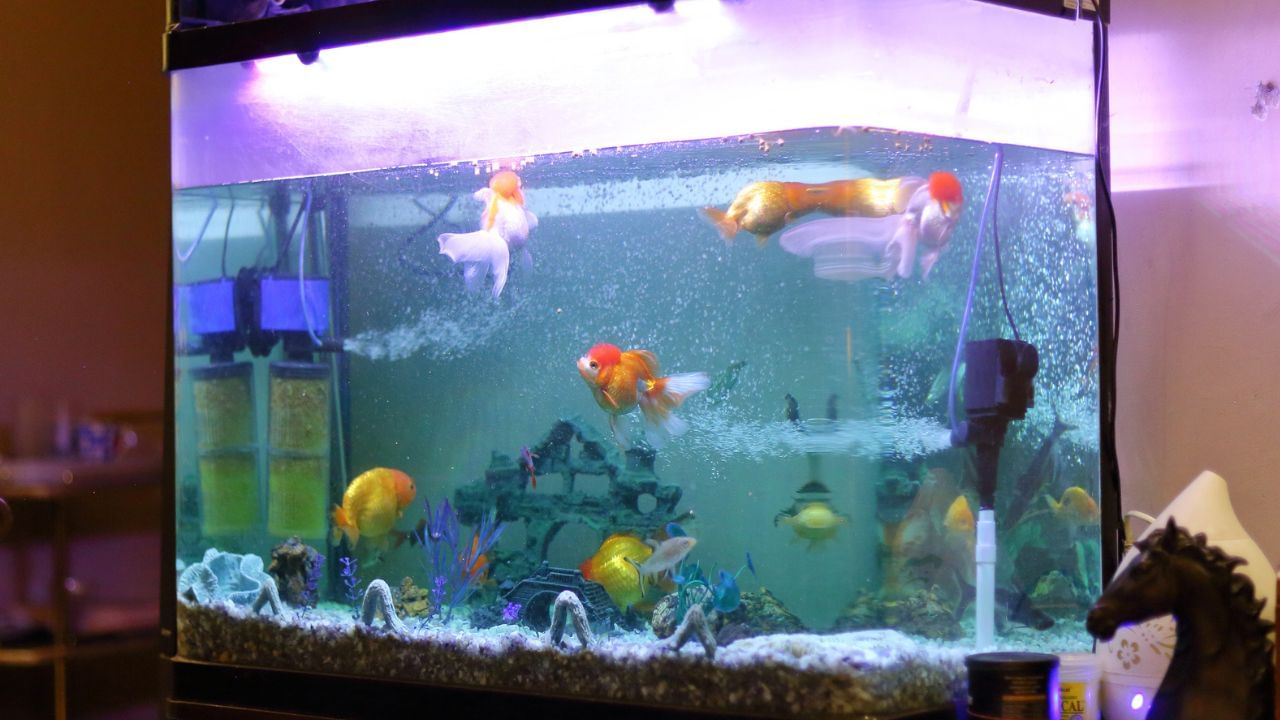 ജലധാരയുടെയും അക്വേറിയത്തിന്റെയും പ്രാധാന്യം: വീടിന്റെ വടക്ക് കിഴക്കൻ ഭാഗത്ത് ചെറിയ ജലാശയങ്ങൾ സ്ഥാപിക്കുന്നത് പോസിറ്റീവ് എനർജിയെ  ആവാഹിക്കും. ഇതിനായി ചെറിയ അക്വാറിയങ്ങൽ സ്ഥാപിക്കാവുന്നതാണ്. ഇങ്ങനെ ചെയ്യുന്നത് ശുഭകരമായി കണക്കാക്കുന്നു. അതേസമയം വെള്ളം ശുദ്ധമാണെന്നും കെട്ടിക്കിടക്കുന്നില്ലെന്നും ഉറപ്പാക്കുക. കാരണം വീടിന്റെ വടക്ക് കിഴക്ക് ഭാഗത്ത് വെള്ളം കെട്ടിക്കിടക്കുന്നത് സാമ്പത്തിക വളർച്ചയെ തടസ്സപ്പെടുത്തും.(photo credit: GettyImages)