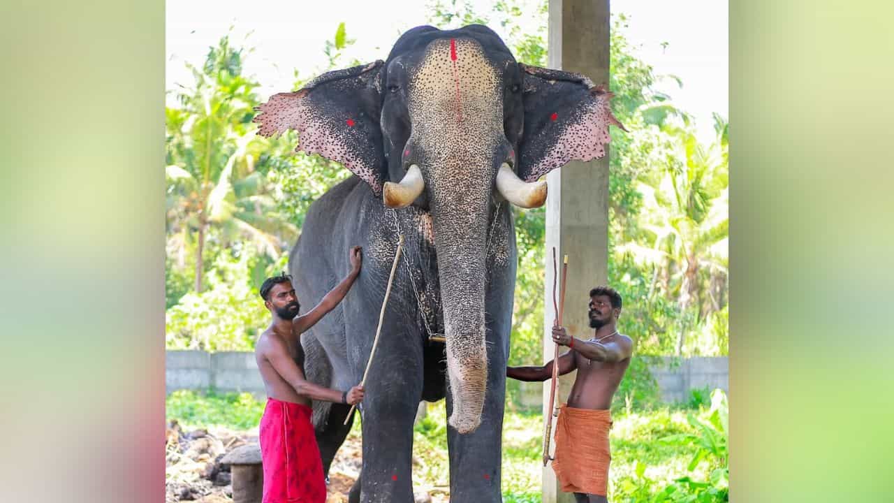 Konark Kannan Elephant : കുന്നംകുളത്തിൻ്റെ സ്വന്തം കൊമ്പൻ; കൊണാർക്ക് കണ്ണൻ ചരിഞ്ഞു