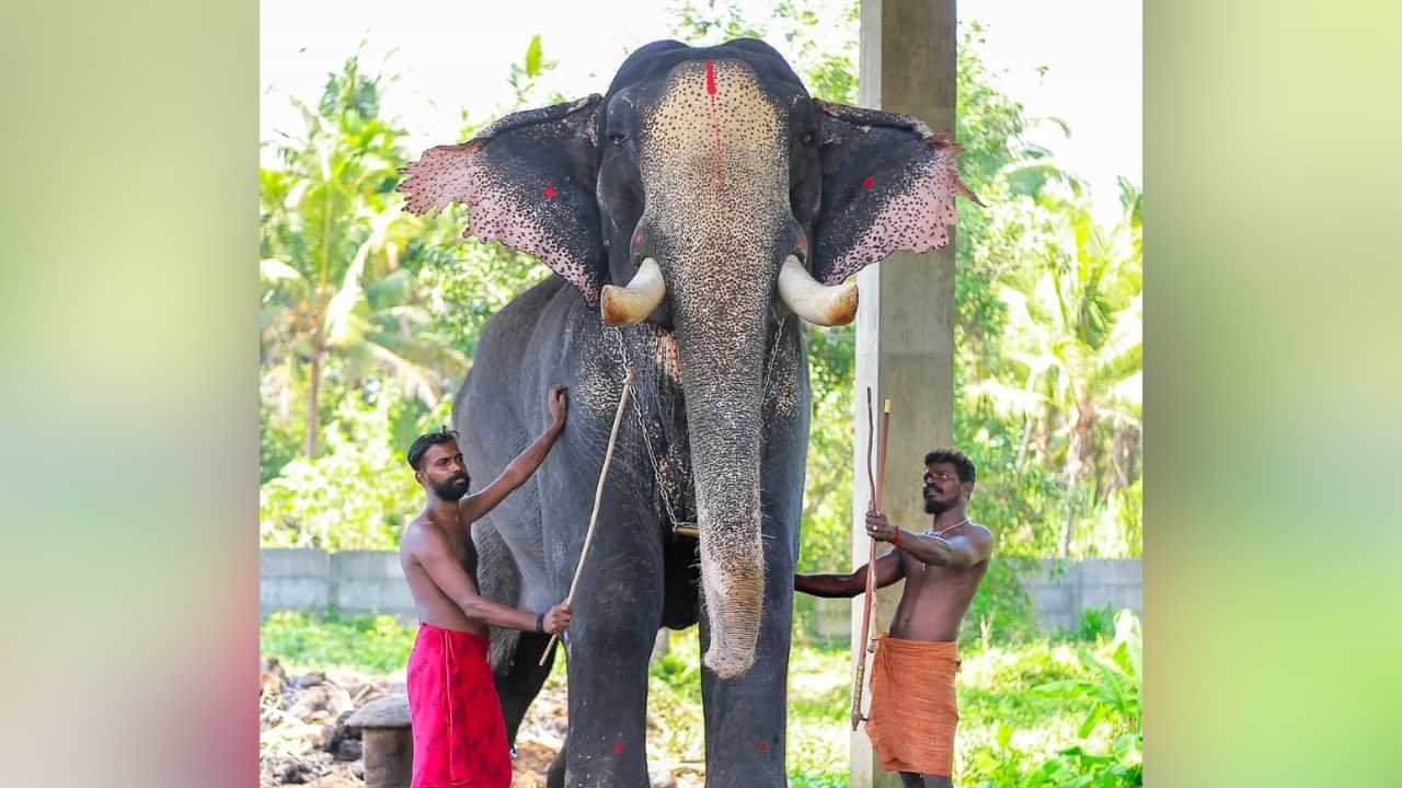 Konark Kannan Elephant : കുന്നംകുളത്തിൻ്റെ സ്വന്തം കൊമ്പൻ; കൊണാർക്ക് കണ്ണൻ ചരിഞ്ഞു