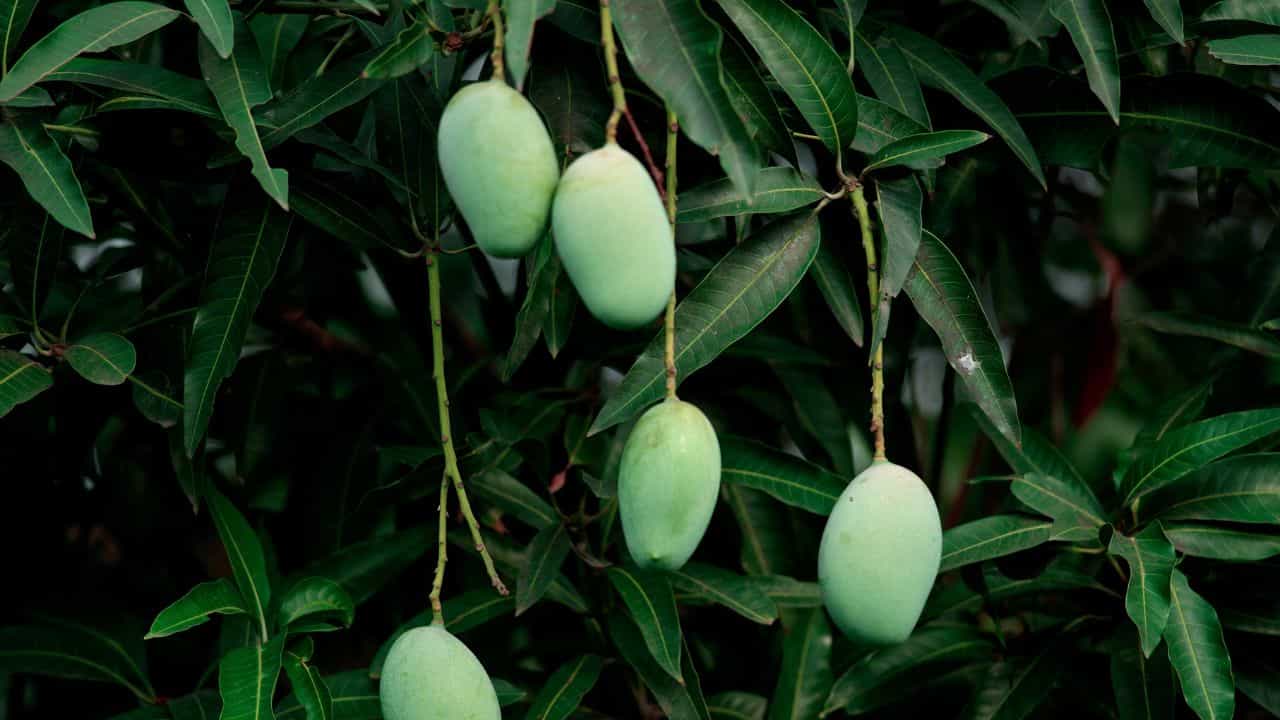 Mango Leaf Tea: മാവിലയെ നിസാരമായി കാണല്ലേ... ​ഗുണങ്ങൾ ഞെട്ടിക്കും; തലച്ചോറിന് അത്യുത്തമം