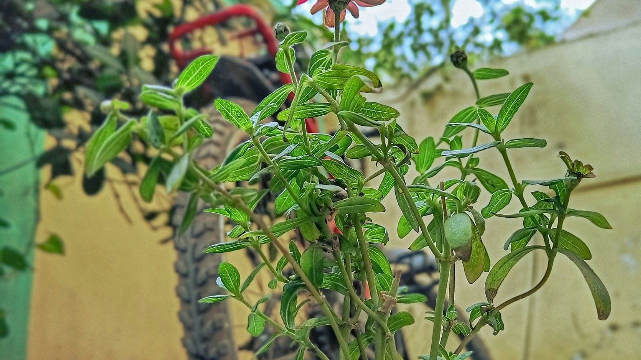 മയിലാഞ്ചി ചെടി: ഈ സുഗന്ധമുള്ള ഇലകൾ പൊതുവിൽ നല്ലതാണെങ്കിലും വാസ്തുപ്രകാരം ഇതിനെ ദുഃഖവുമായും മരണവുമായും ബന്ധപ്പെടുത്തുന്ന സസ്യങ്ങളിൽ ഒന്നായി കണക്കാക്കുന്നു. അതിനായി ഇവ വീട്ടിൽ സൂക്ഷിക്കുന്നത് ​ഗുണകാരമാകില്ലെന്നാണ് വിശ്വാസം.(Photos Credit: Unsplash)