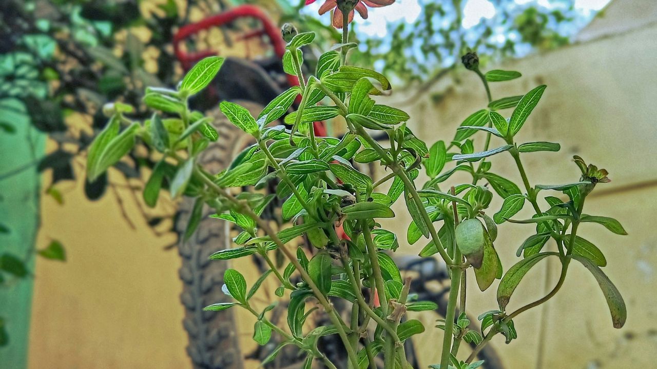 മയിലാഞ്ചി ചെടി: ഈ സുഗന്ധമുള്ള ഇലകൾ പൊതുവിൽ നല്ലതാണെങ്കിലും വാസ്തുപ്രകാരം ഇതിനെ ദുഃഖവുമായും മരണവുമായും ബന്ധപ്പെടുത്തുന്ന സസ്യങ്ങളിൽ ഒന്നായി കണക്കാക്കുന്നു. അതിനായി ഇവ വീട്ടിൽ സൂക്ഷിക്കുന്നത് ​ഗുണകാരമാകില്ലെന്നാണ് വിശ്വാസം.(Photos Credit: Unsplash)