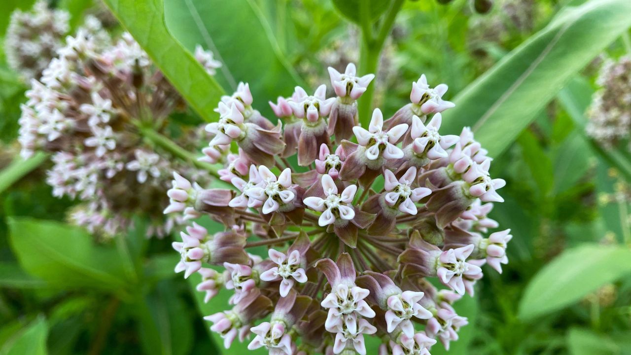 മിൽക്ക്‌വീഡ് (മദാർ പ്ലാന്റ്):വിഷാംശമുള്ള സസ്യമാണ് മിൽക്ക്‌വീഡ് അഥവാ മദാർ. ഇത് വീട്ടിൽ വീട്ടിൽ സൂക്ഷിക്കുന്നത് സംഘർഷങ്ങൾ ഉണ്ടാക്കുന്നതിനു കാരണമാകും. കുട്ടികളോ വളർത്തുമൃഗങ്ങളോ ഉള്ള വീടുകളിൽ ഇതിൻ്റെ വിഷസ്വഭാവം കൂടുതൽ അപകടങ്ങൾ സൃഷ്ടിക്കും(Photos Credit: Unsplash)