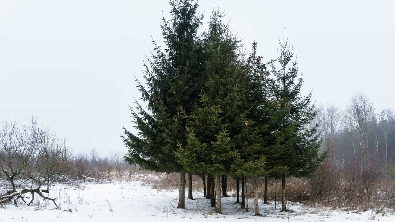 Gold nanoparticles tree: സ്വർണം മരത്തിലും കായ്ക്കും.... ശാസ്ത്രലോകത്തെ അത്ഭുതപ്പെടുത്തി പുതിയ പഠനം Gold nanoparticles tree: സ്വർണം മരത്തിലും കായ്ക്കും.... ശാസ്ത്രലോകത്തെ അത്ഭുതപ്പെടുത്തി പുതിയ പഠനം