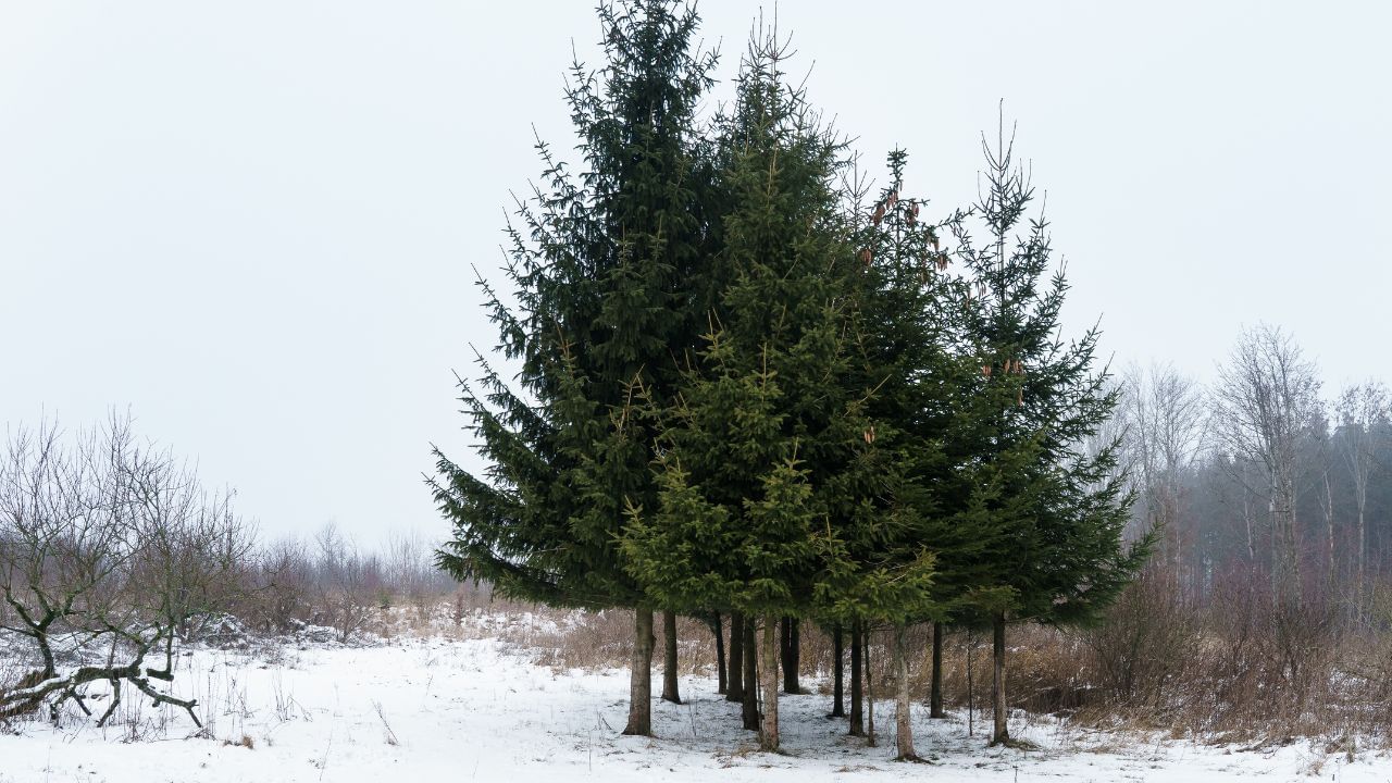Gold nanoparticles tree: സ്വർണം മരത്തിലും കായ്ക്കും…. ശാസ്ത്രലോകത്തെ അത്ഭുതപ്പെടുത്തി പുതിയ പഠനം