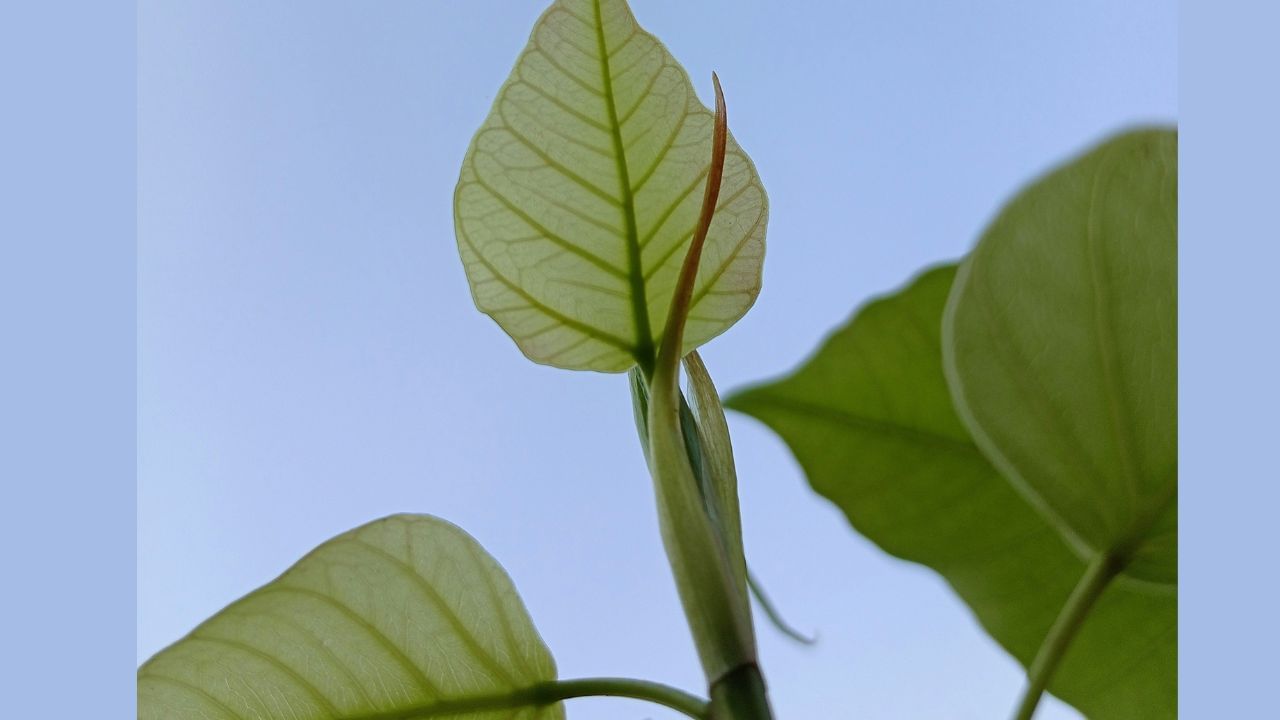 അരയാൽ മരം: പവിത്രമായ ഈ വൃക്ഷം വീട്ടിൽ സൂക്ഷിക്കുന്നത് ​ഗുണത്തേക്കാൾ ഏറെ ദോഷം ചെയ്യും.ഇവ ക്ഷേത്രങ്ങളിലോ തുറസ്സായ സ്ഥലങ്ങളിലോ ഉള്ളതാണ് നല്ലത്. വീടിനകത്തോ പുറത്തോ വേണ്ട.(Photos Credit: Unsplash)